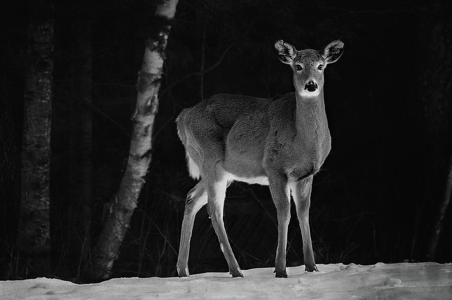 White-tailed Deer in Low Key Photograph by Andrew Wilson