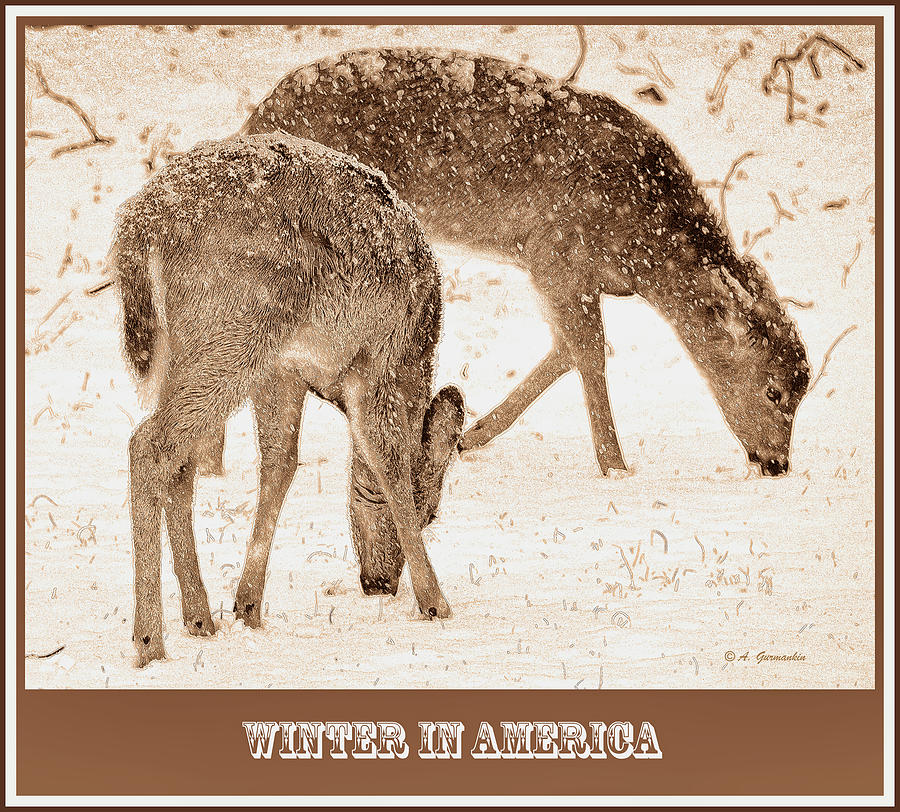 White-tailed Deer In Snow Photograph