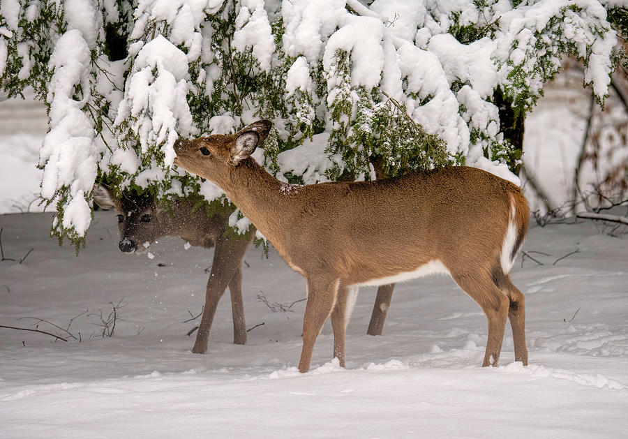White-tailed Deer in Snow Photograph by Martina Abreu