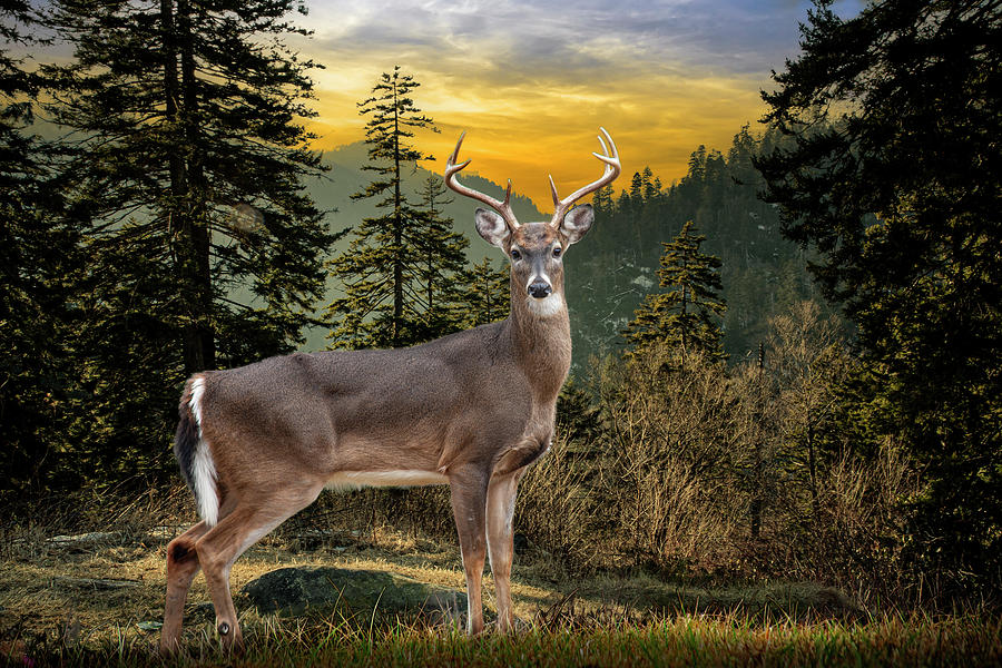 White Tailed Deer in the Smokey Mountains Photograph by Randall Nyhof