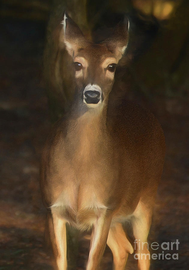 White Tailed Deer Photograph by Kathy Baccari