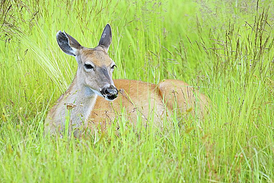 White-tailed Deer Laying In Meadow Photograph