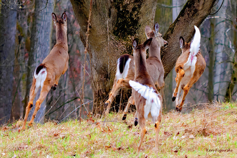 White Tailed Deer Leaping Photograph by Ken Figurski