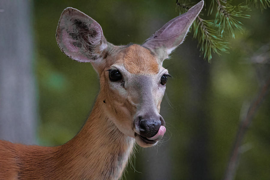 White Tailed Deer - Licking Lips Photograph by Chad Meyer