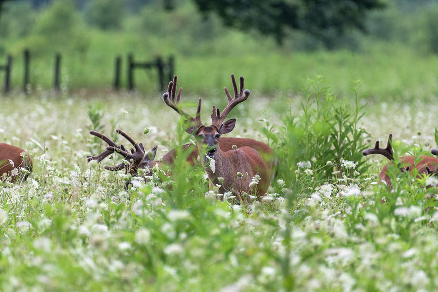 White Tailed deer looking up Photograph by Dan Friend