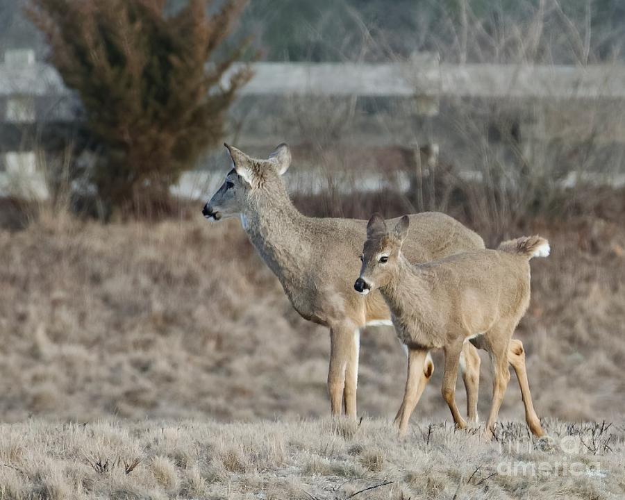 White-tailed Deer Photograph by Mary McAvoy