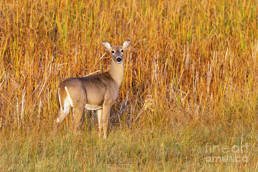 White-tailed deer of Barr Lake Photograph by Steven Krull