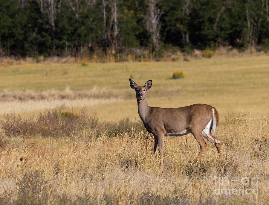 White-tailed Deer Of The Rocky Mountain Arsenal Photograph