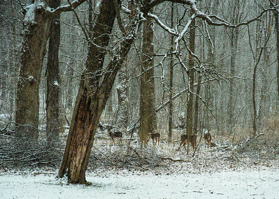 White-tailed Deer on a Snowy Day in the Forest Photograph by Sandra Rust