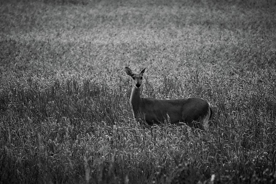 White-tailed deer on the field at night bw Photograph by Jouko Lehto