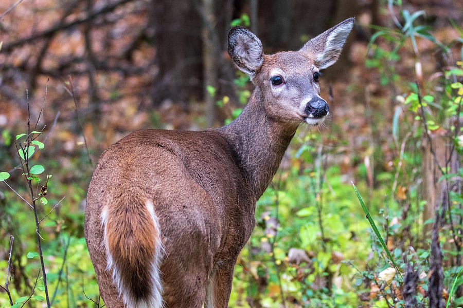 Deer Photograph - White-tailed Deer Pose by Elisa Sweet