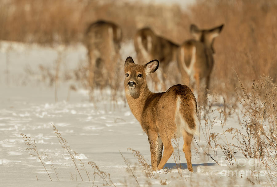White tailed deer Photograph by Sam Rino