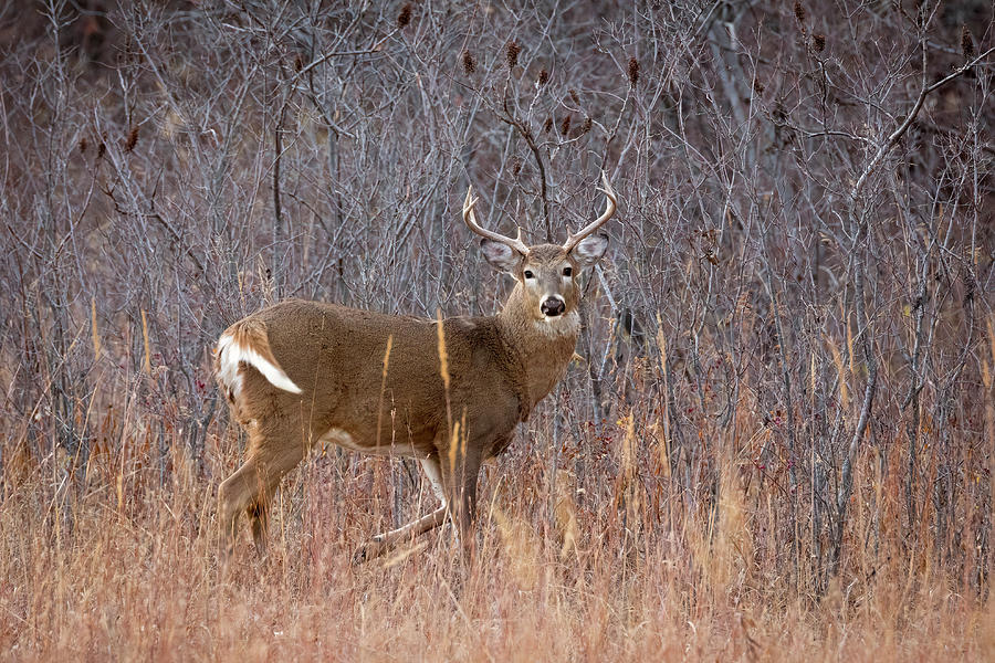 Deer Photograph - White-tailed Deer by Scott Bean