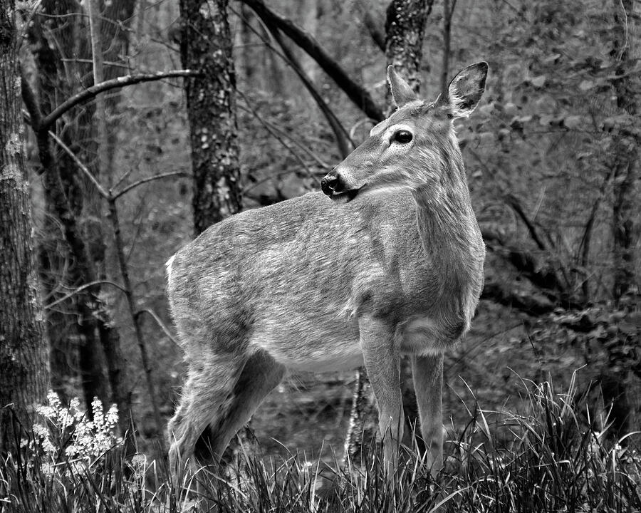 WHITE TAILED DEER, SHENANDOAH NATIONAL PARK, in Monochrome Photograph ...