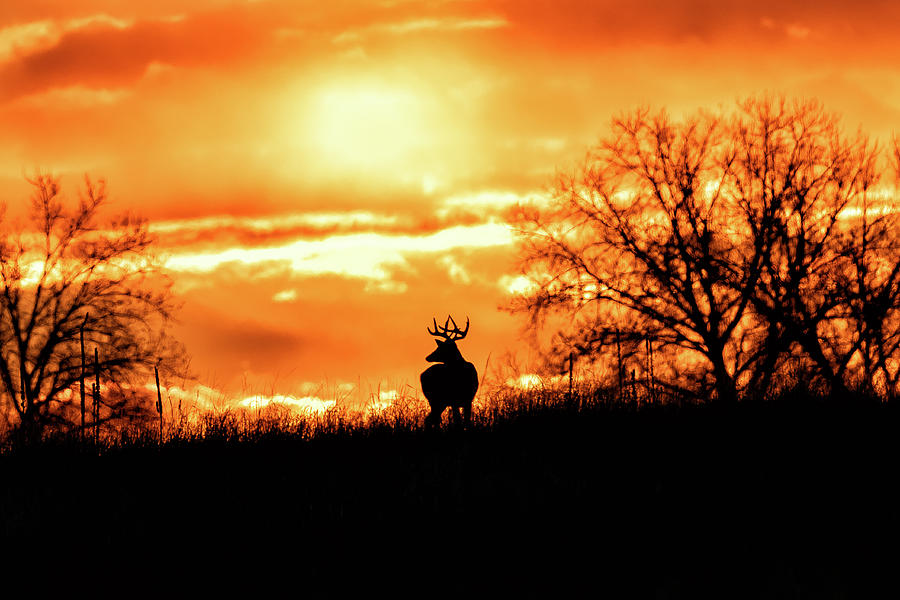 White-tailed Deer Silhouette at Sunrise Photograph by Tony Hake