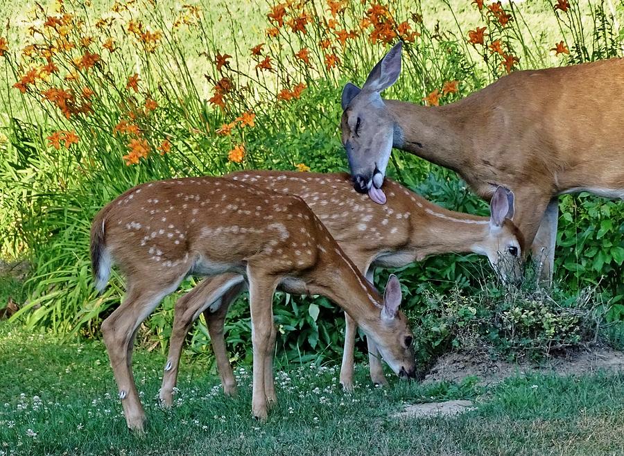 White-tailed Deer With Her Fawns Photograph by Susan Sam