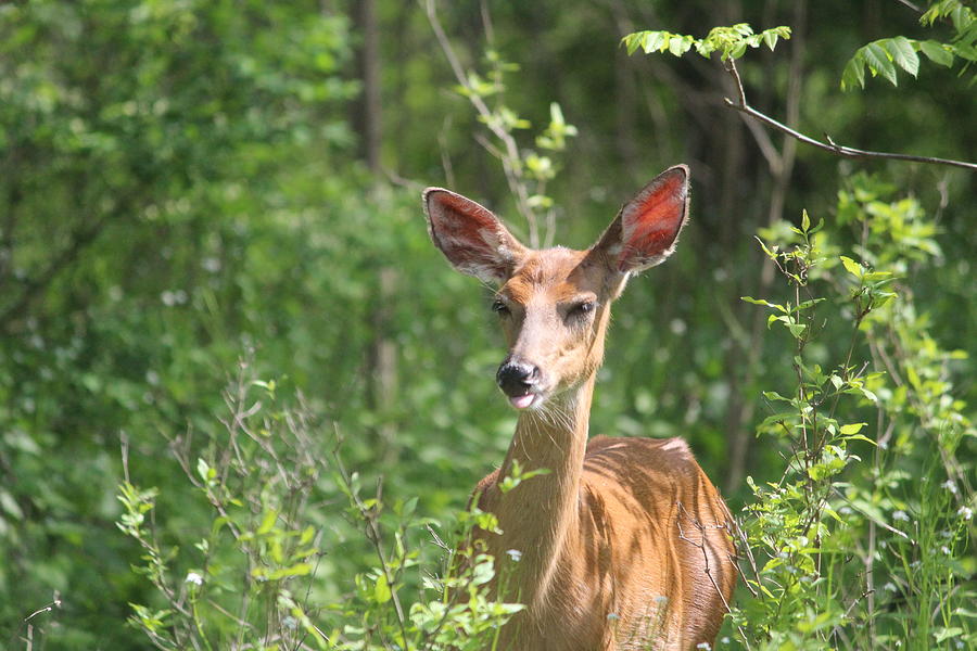 White-tailed Deer with Its Tongue Out Photograph by Callen Harty