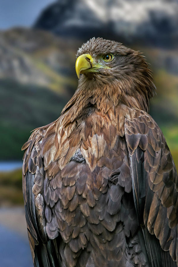 White-Tailed Eagle Photograph by Arterra Picture Library