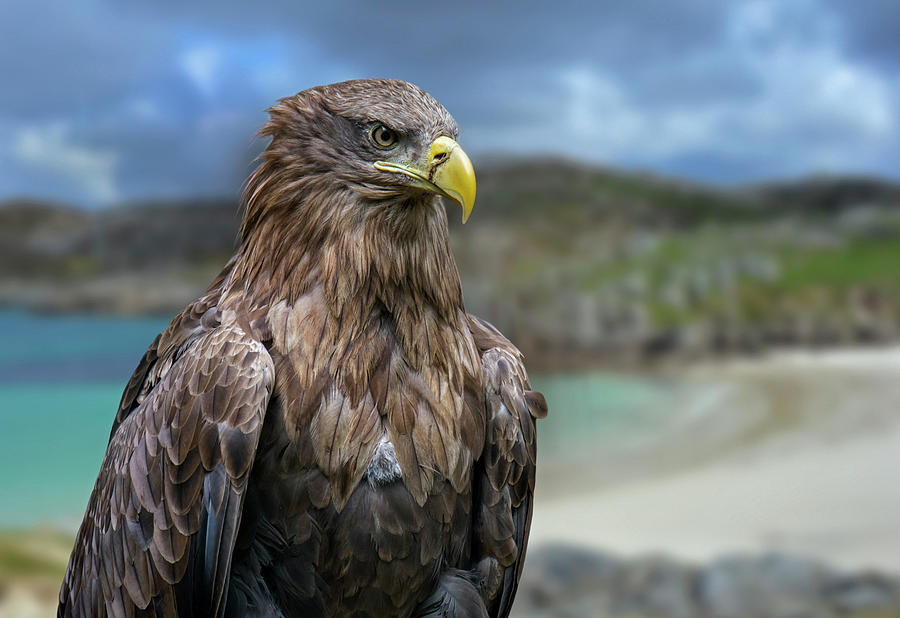 White-Tailed Eagle in Scotland Photograph by Arterra Picture Library