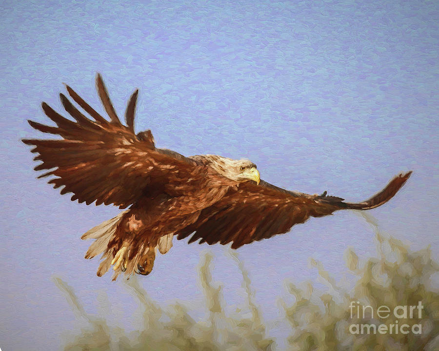 White-tailed Eagle Digital Art by Liz Leyden