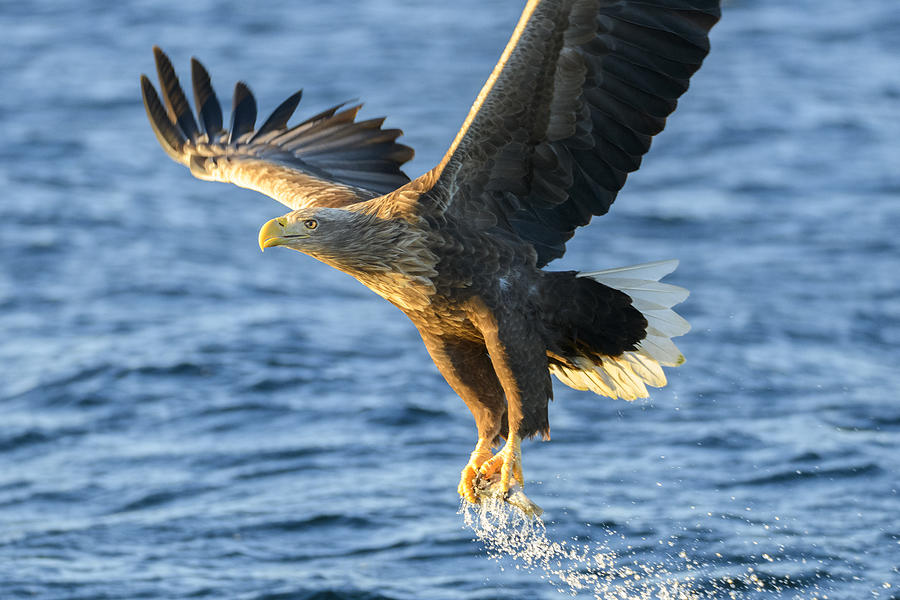 White-tailed eagle or sea eagle catching a fish in  a Fjord near Vesteralen island in Northern Norway Photograph by Sjo