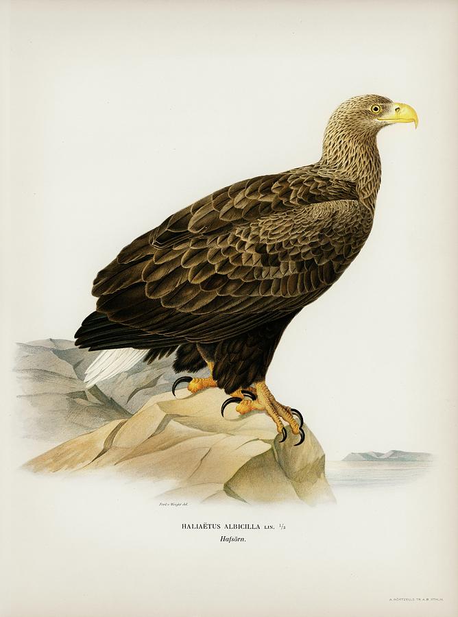 White-Tailed Eagle Mixed Media by World Art Collective