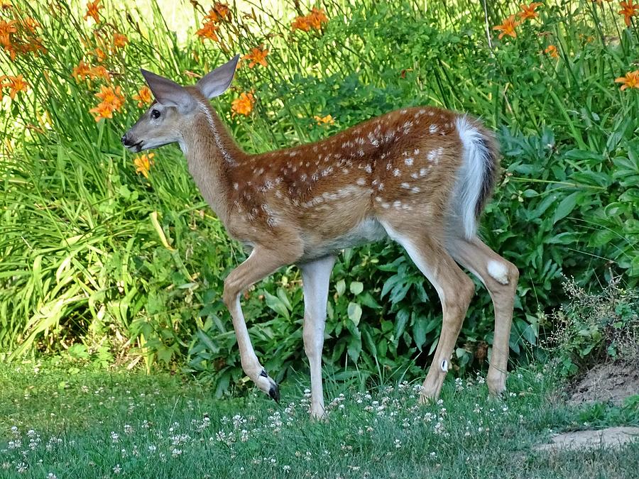 White-tailed Fawn and Daylilies Photograph by Susan Sam