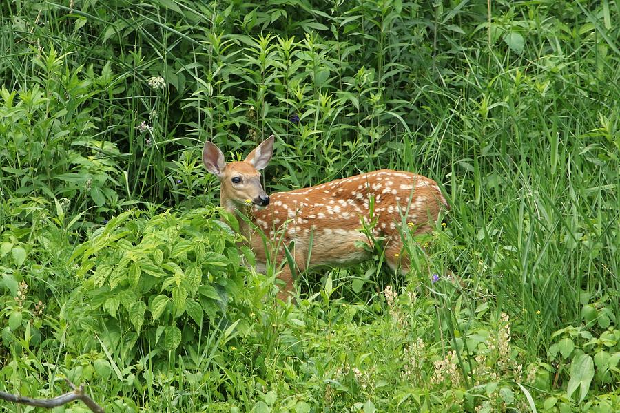 White Tailed Fawn Photograph by Debbie Blackman - Fine Art America