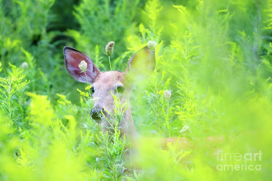 White-tailed Fawn in Meadow Photograph by Charline Xia
