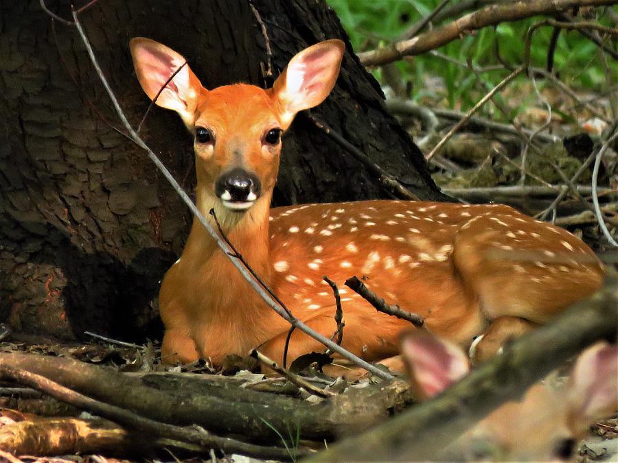 White tailed Fawn in the Woods  Photograph by Lori Frisch