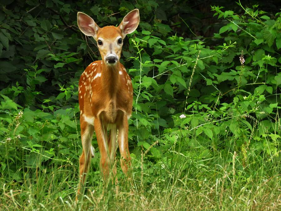 White-tailed Fawn  Photograph by Lori Frisch