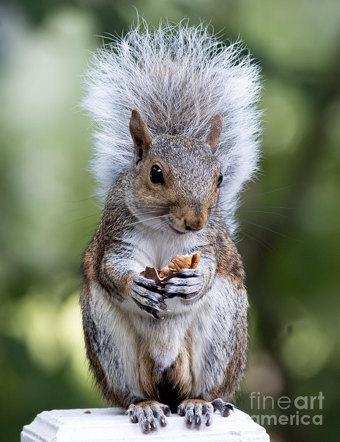 White Tailed Gray Squirrel Photograph by Robin Gayl - Fine Art America