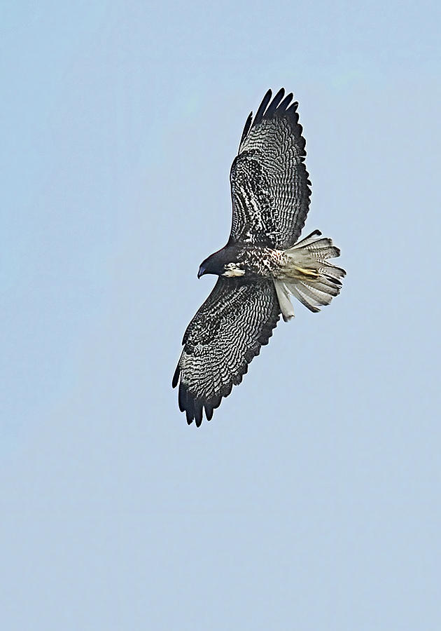 White-tailed Hawk Photograph by Alan Lenk