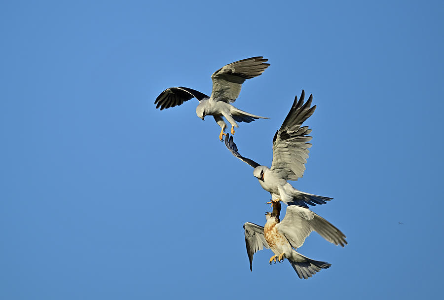White-tailed kite family practicing mid-air food transfer Photograph by Amazing Action Photo Video