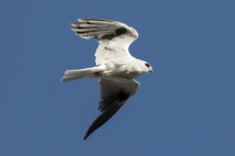 White Tailed Kite in Flight Photograph by Rick Pisio