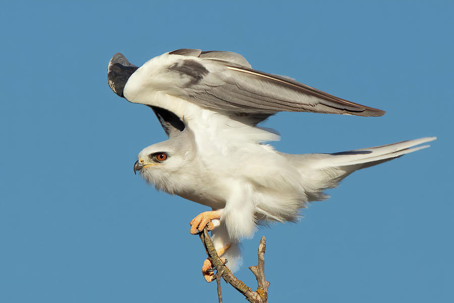 White-tailed Kite  Photograph by Kathleen Bishop