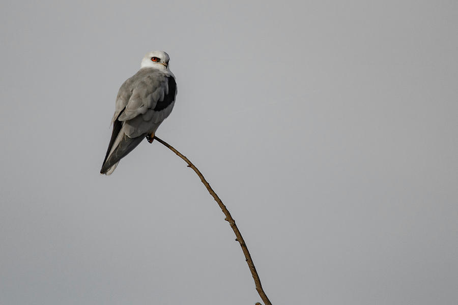 White Tailed Kite Photograph by Mike Fusaro