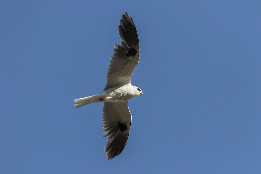 White Tailed Kite Photograph by Rick Pisio