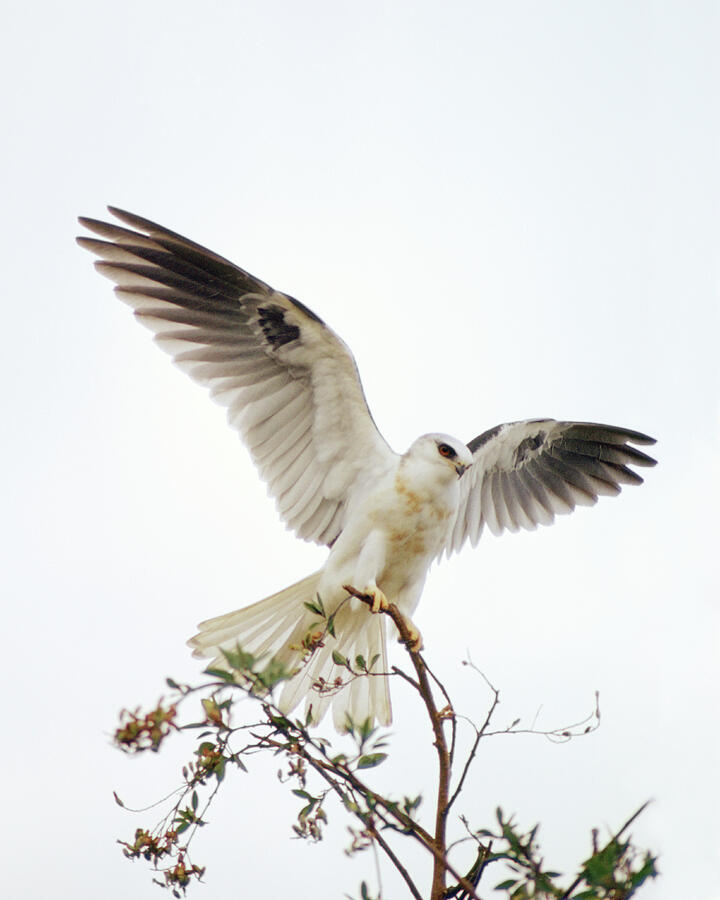Bird Photograph - White-tailed Kite Santa Clara County California by Doug Herr