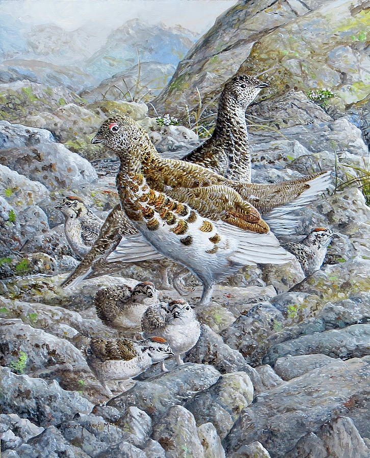 White-tailed Ptarmigan Painting by Barry Kent MacKay