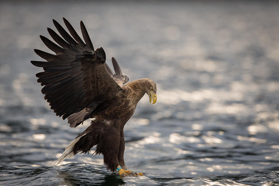 White Tailed Sea Eagle - Photograph by Susanna Chan Photography