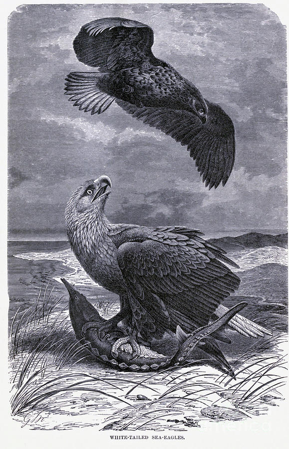 White Tailed Sea Eagles x4 Drawing by Historic illustrations - Fine Art ...