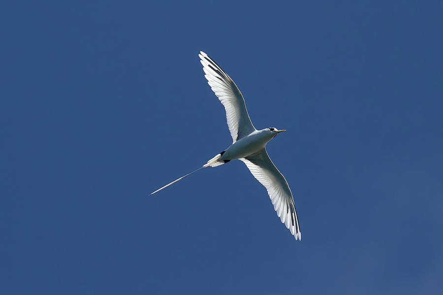 White-tailed Tropic Bird Photograph by John Haldane