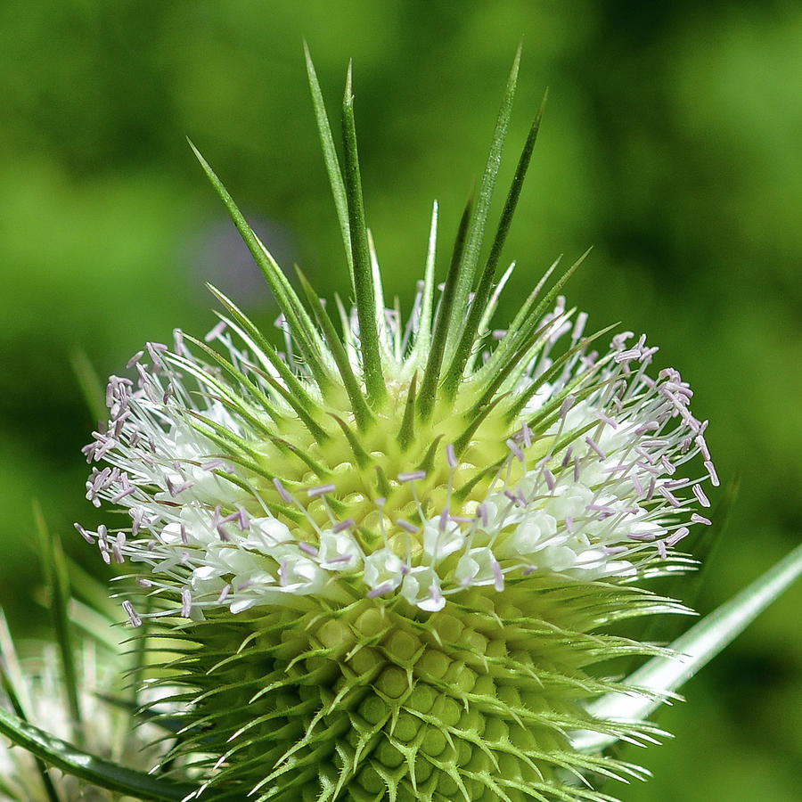 White Teasel Magnified Photograph by Tana Reiff