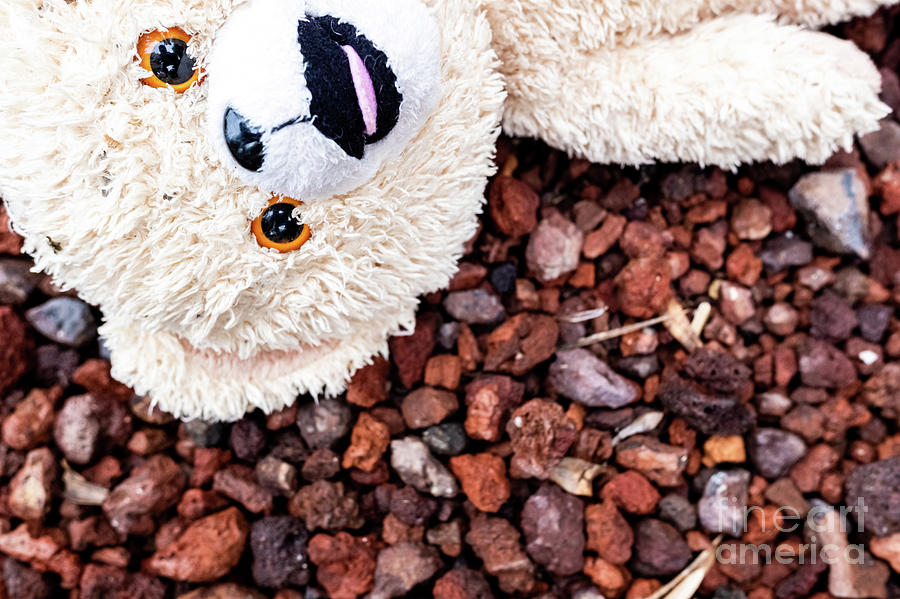 White teddy bear dirty and abandoned on the floor. Photograph by Joaquin Corbalan