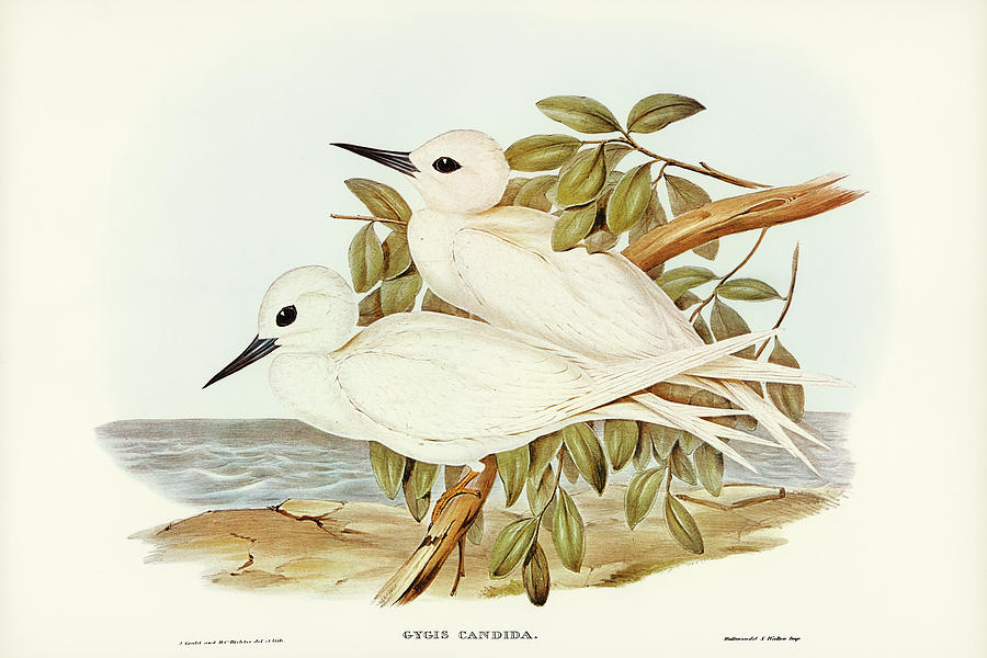 John Gould Drawing - White Tern, Gygis candida by John Gould