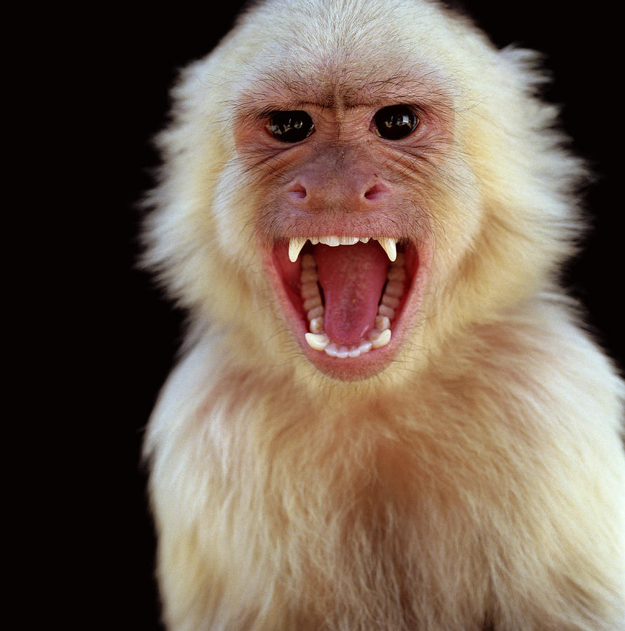 White-throated capuchin monkey (Cebus capucinus) screaming Photograph by Ryan McVay