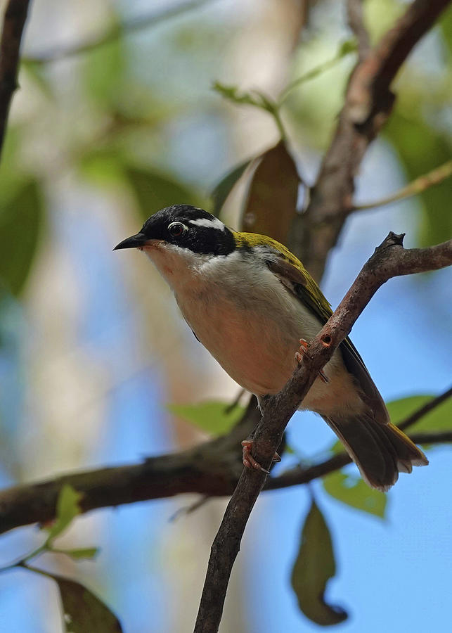White-throated Honeyeater perched Photograph by Maryse Jansen