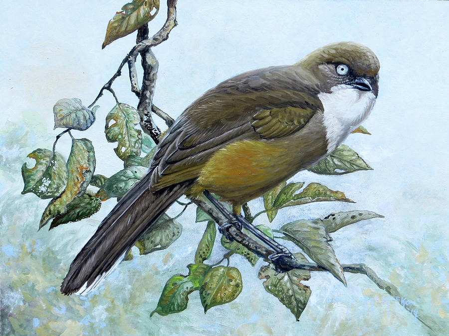 White-throated Laughingthrush Painting by Barry Kent MacKay