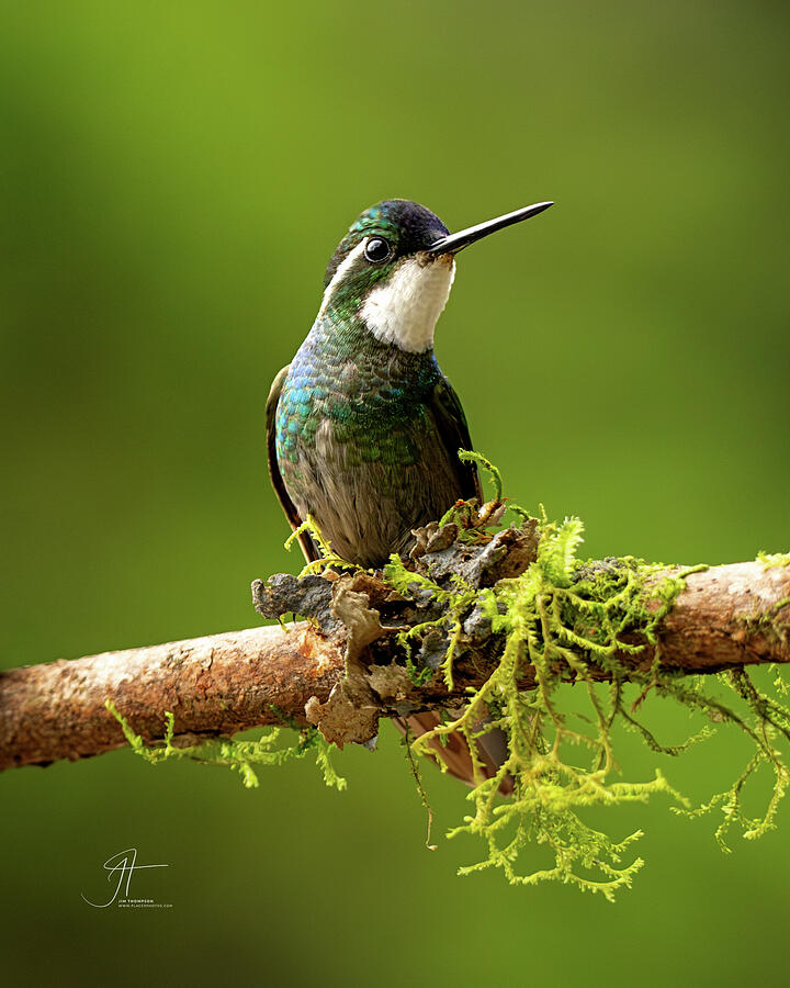 Bird Photograph - White-throated Mountaingem by Jim Thompson Bird Photograph - White-throated Mountaingem by Jim Thompson